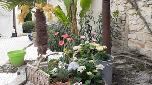 Un jardin avec des plantes en pot, un panier en osier et un seau vert.