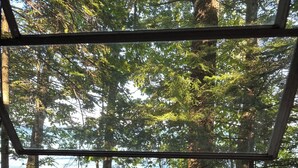 A view through a window with a mesh screen, displaying a forested area with tall trees and a body of water in the background.