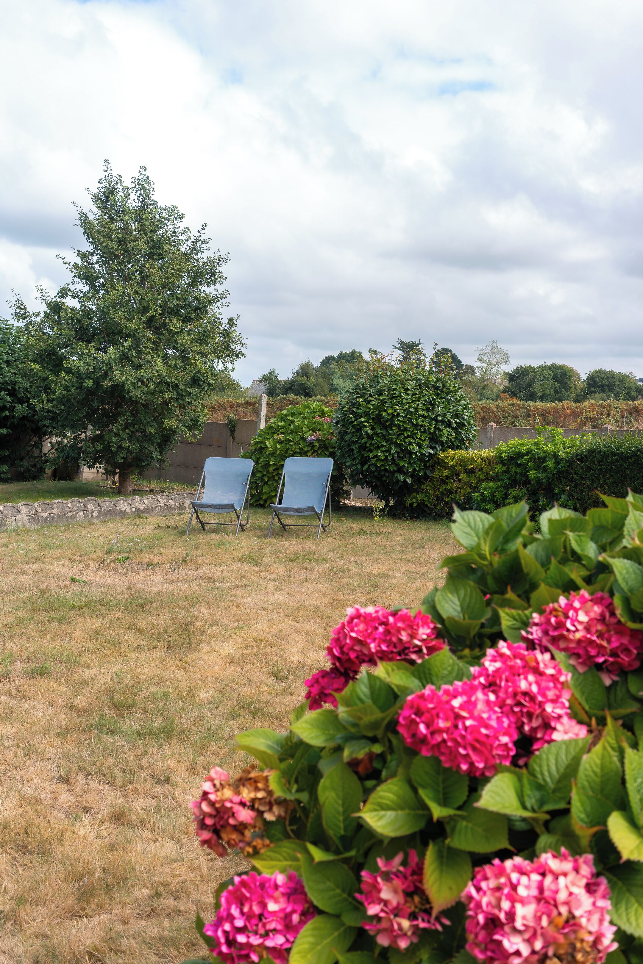 A garden with two blue chairs, a large tree, and pink flowers.