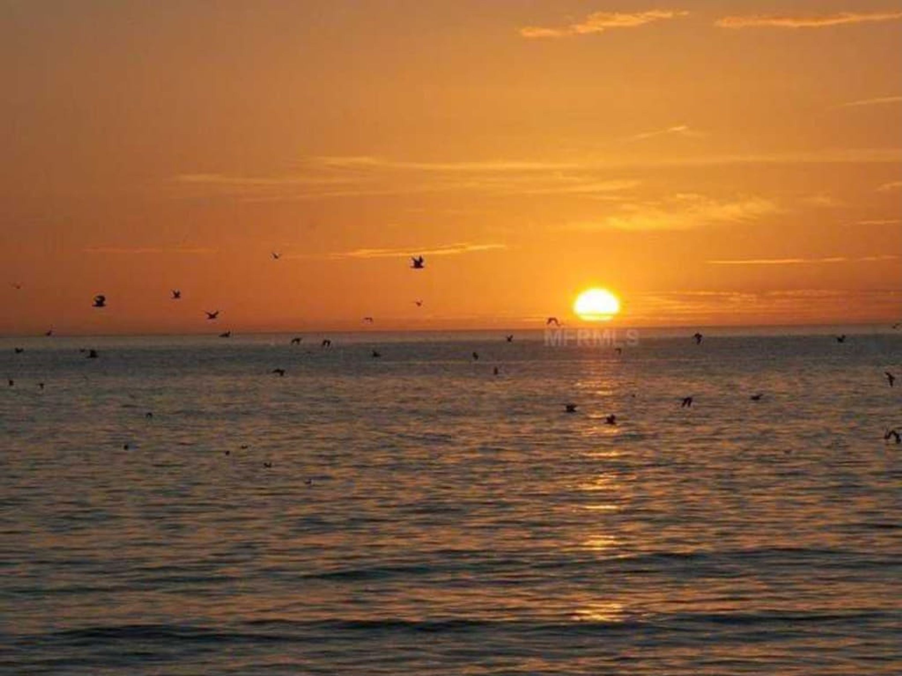 A sunset over a calm sea with birds flying.