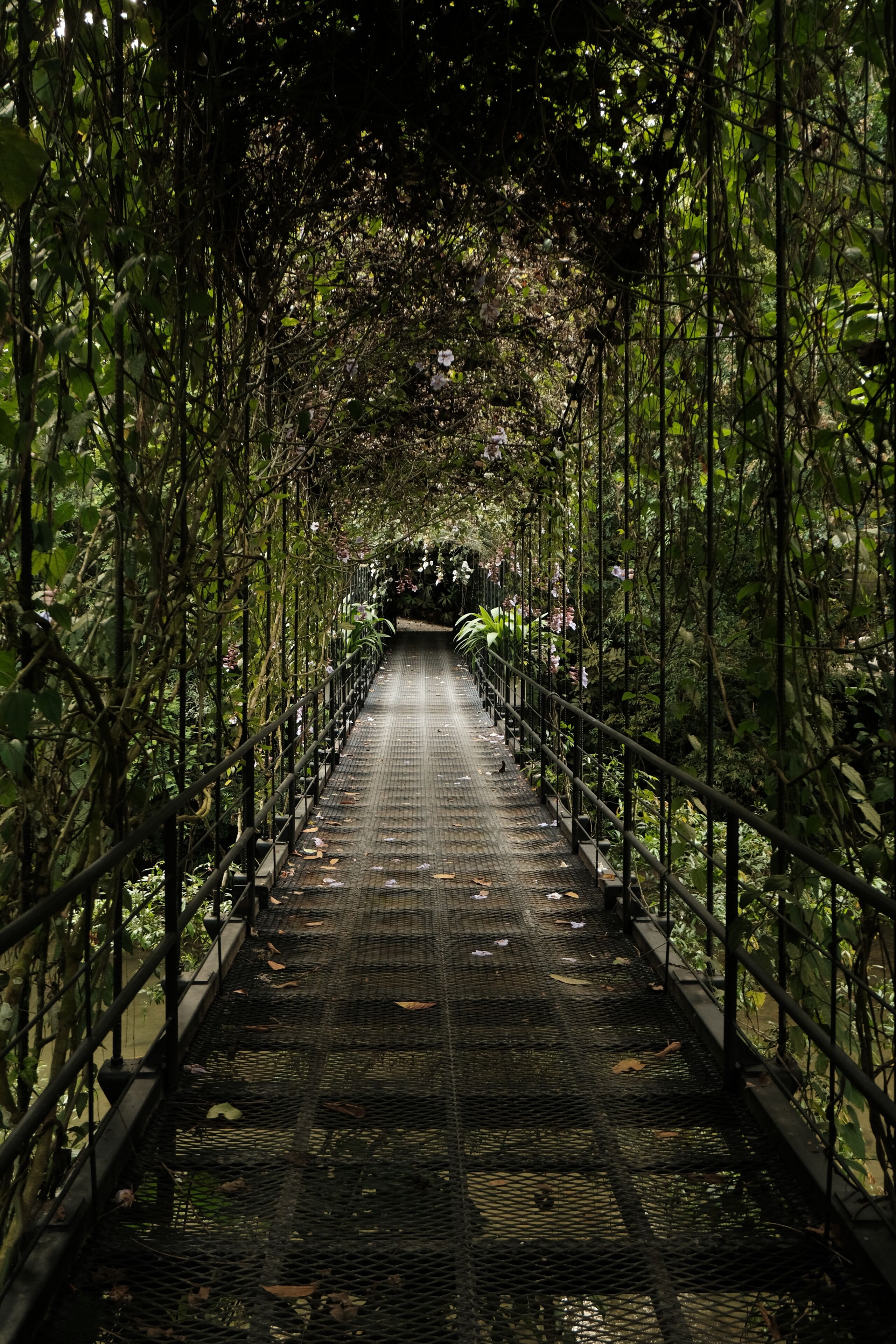 Un puente peatonal cubierto con pasarela y barandillas de metal, rodeado de abundante vegetación.