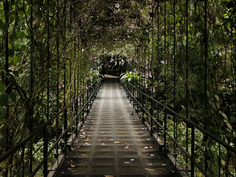 Un puente peatonal cubierto con pasarela y barandillas de metal, rodeado de abundante vegetación.