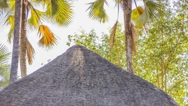 Une structure en bois surmontée d’un toit de chaume, entourée de palmiers et de verdure.