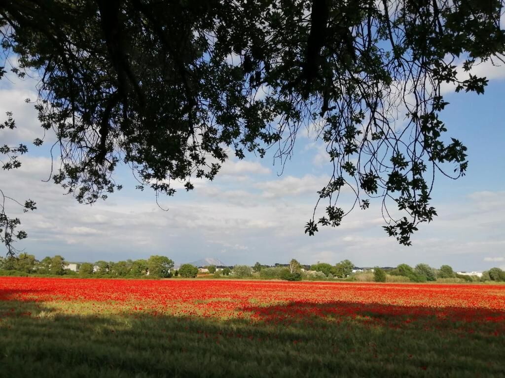 Un champ de fleurs rouges sous un arbre, avec un ciel dégagé.