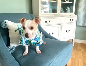 A dog sitting on a blue chair with a floral-patterned shirt. - The Mermaid House -
Cozy, Charming and Private in Cape May County (Lower Township)