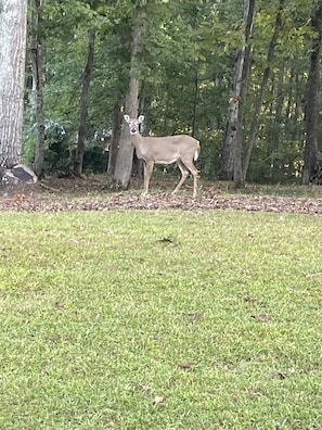 A deer in a grassy area with trees in the background.