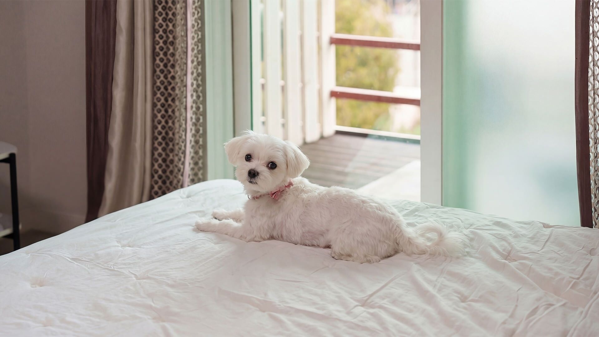 Ein kleiner weißer Hund auf einem Bett mit Blick auf einen Balkon und eine Tür.
