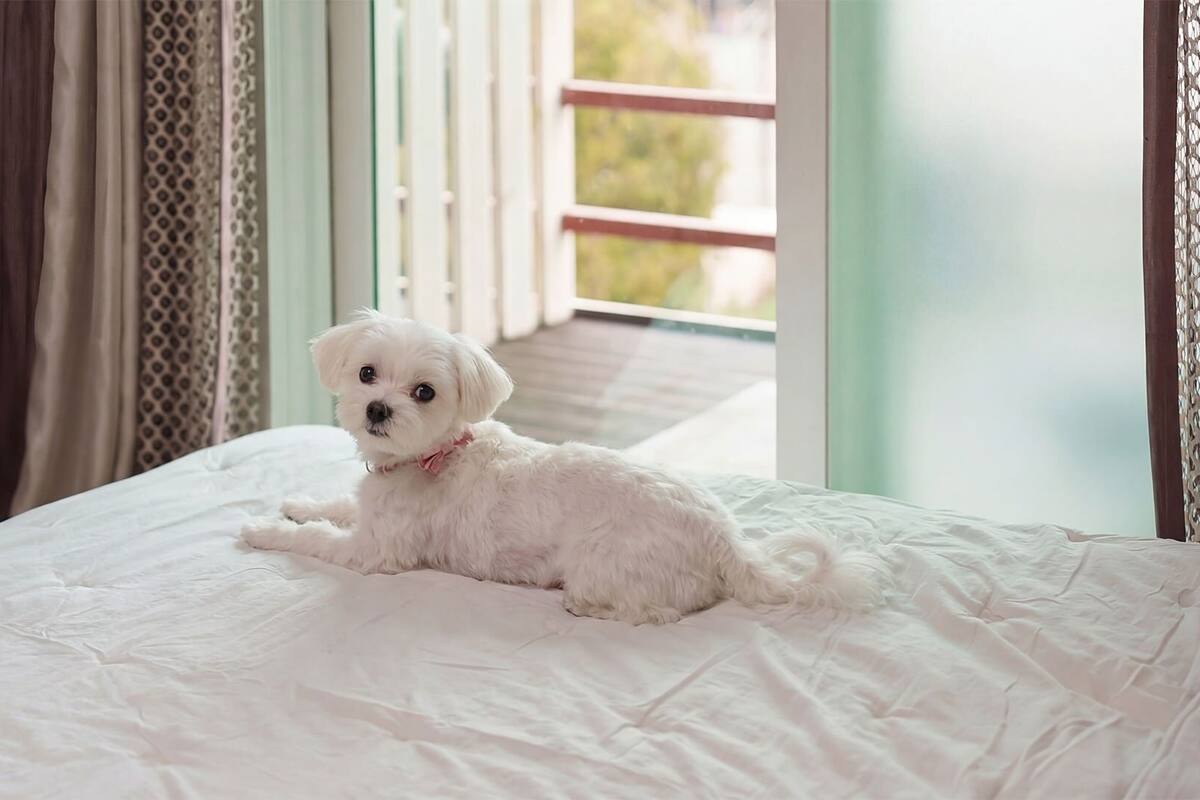 Een kleine witte hond op een bed met uitzicht op een balkon en een deur.
