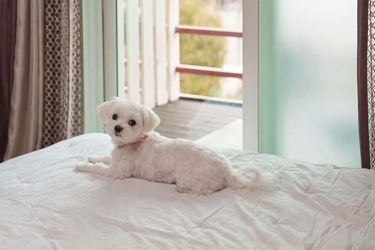 A small white dog on a bed with a view of a balcony and a door.