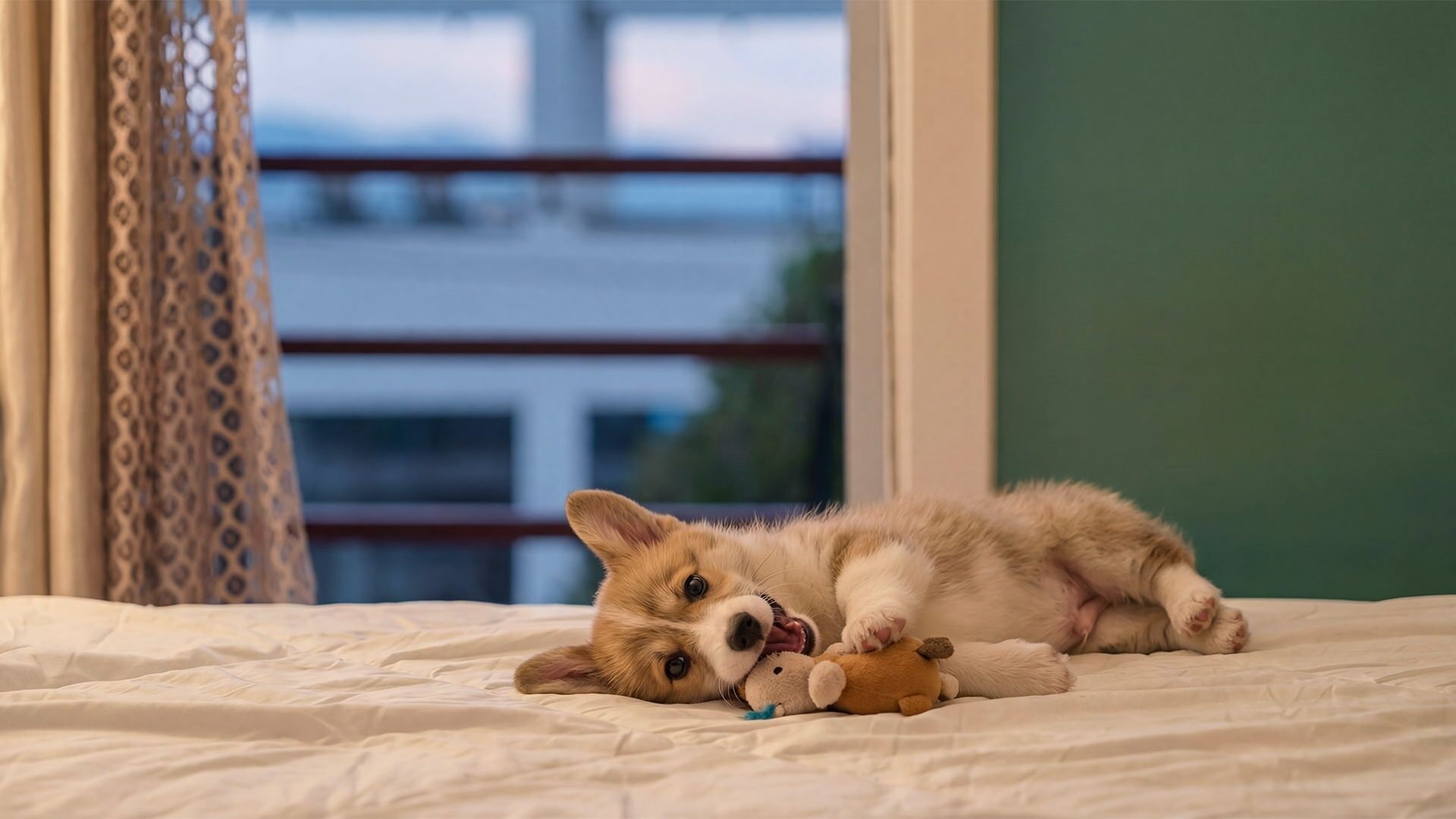 Ein Hund liegt auf einem Bett mit einem Spielzeug, in der Nähe eines Fensters mit Blick auf Gebäude.