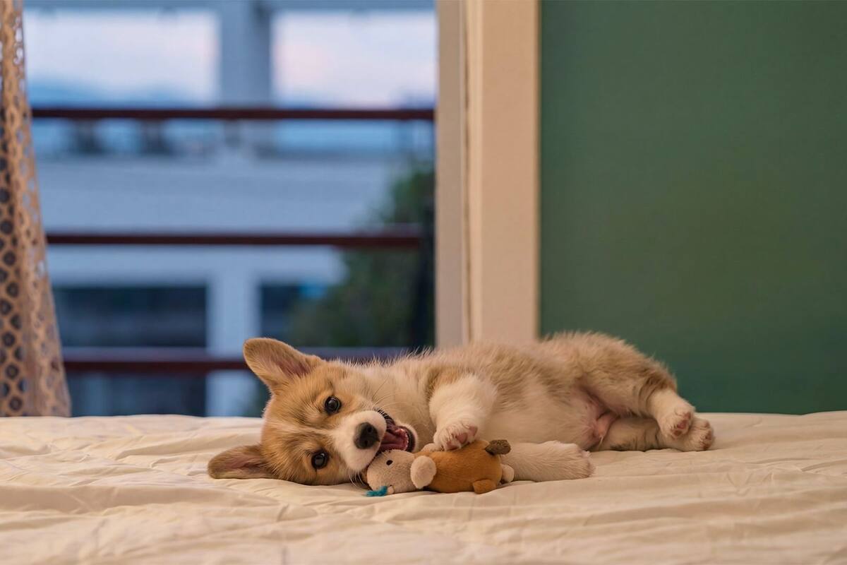Een hond ligt op een bed met een speeltje, in de buurt van een raam met uitzicht op gebouwen.