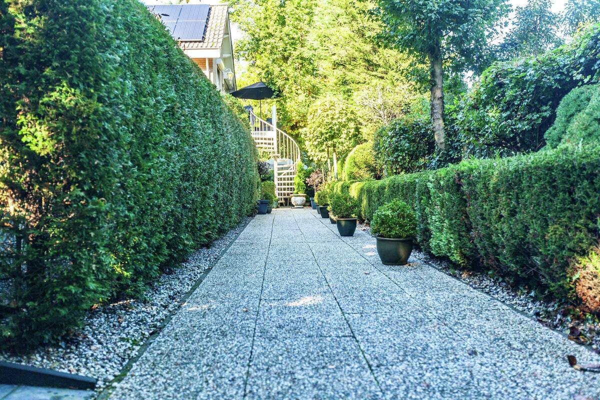 A pathway lined with neatly trimmed hedges and potted plants, leading towards a building with a staircase.