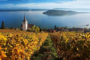 Ein Weinberg mit Reihen von Weinreben, eine Kirche mit hohem Turm und ein See mit Bergen im Hintergrund.
