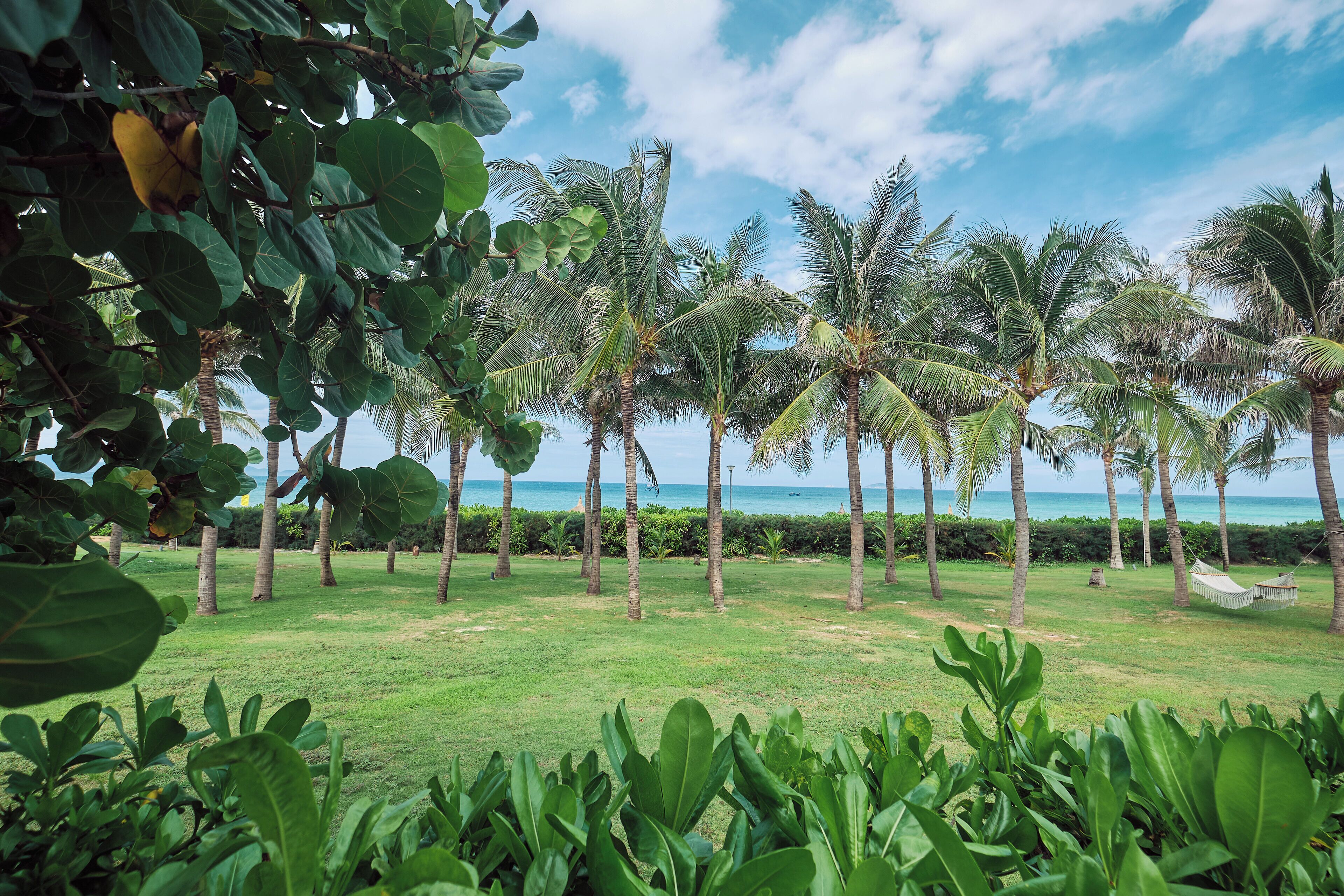 Un jardin tropical avec des palmiers et une vue sur l’océan.