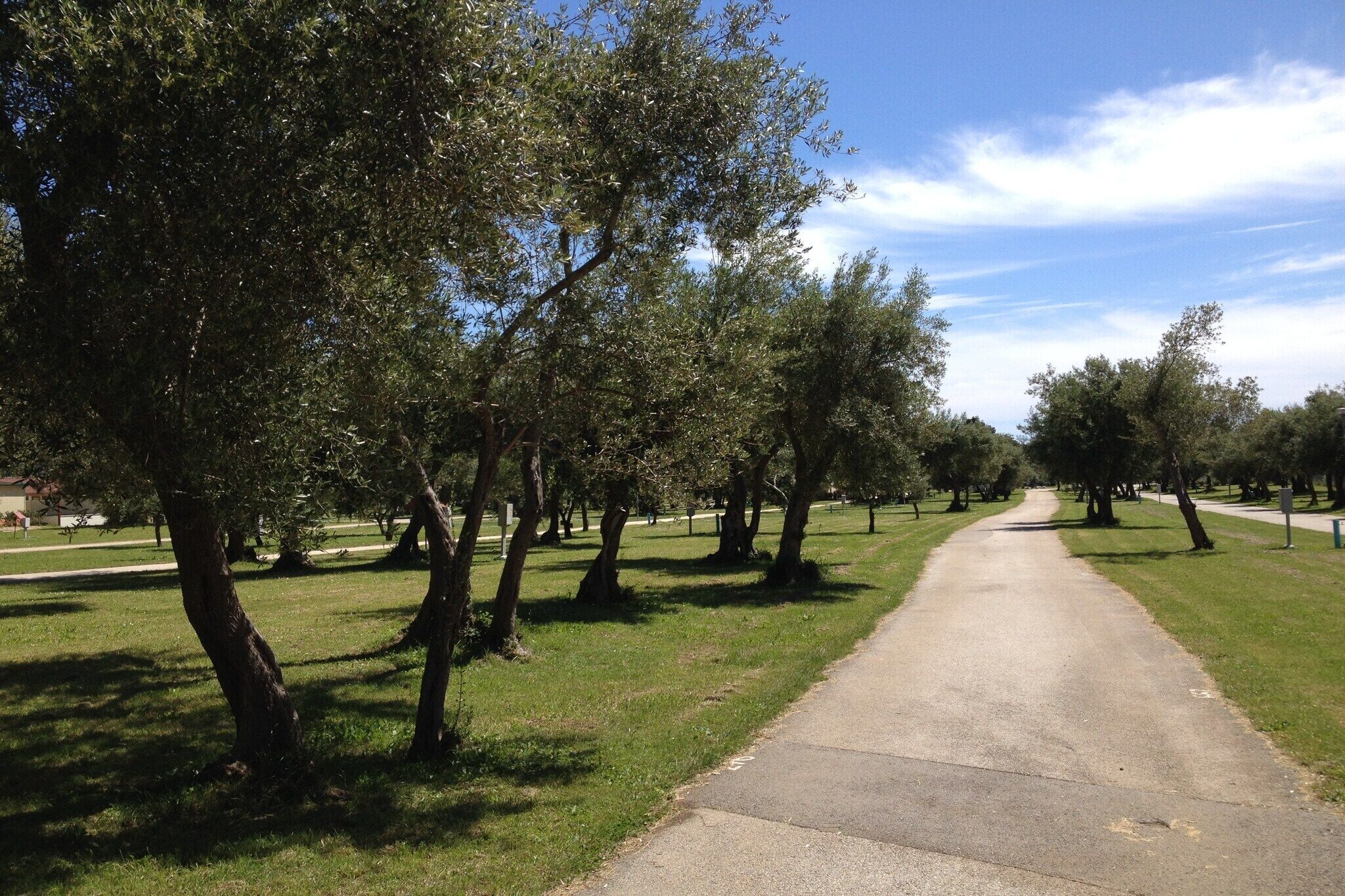 A paved pathway flanked by trees in a park setting.