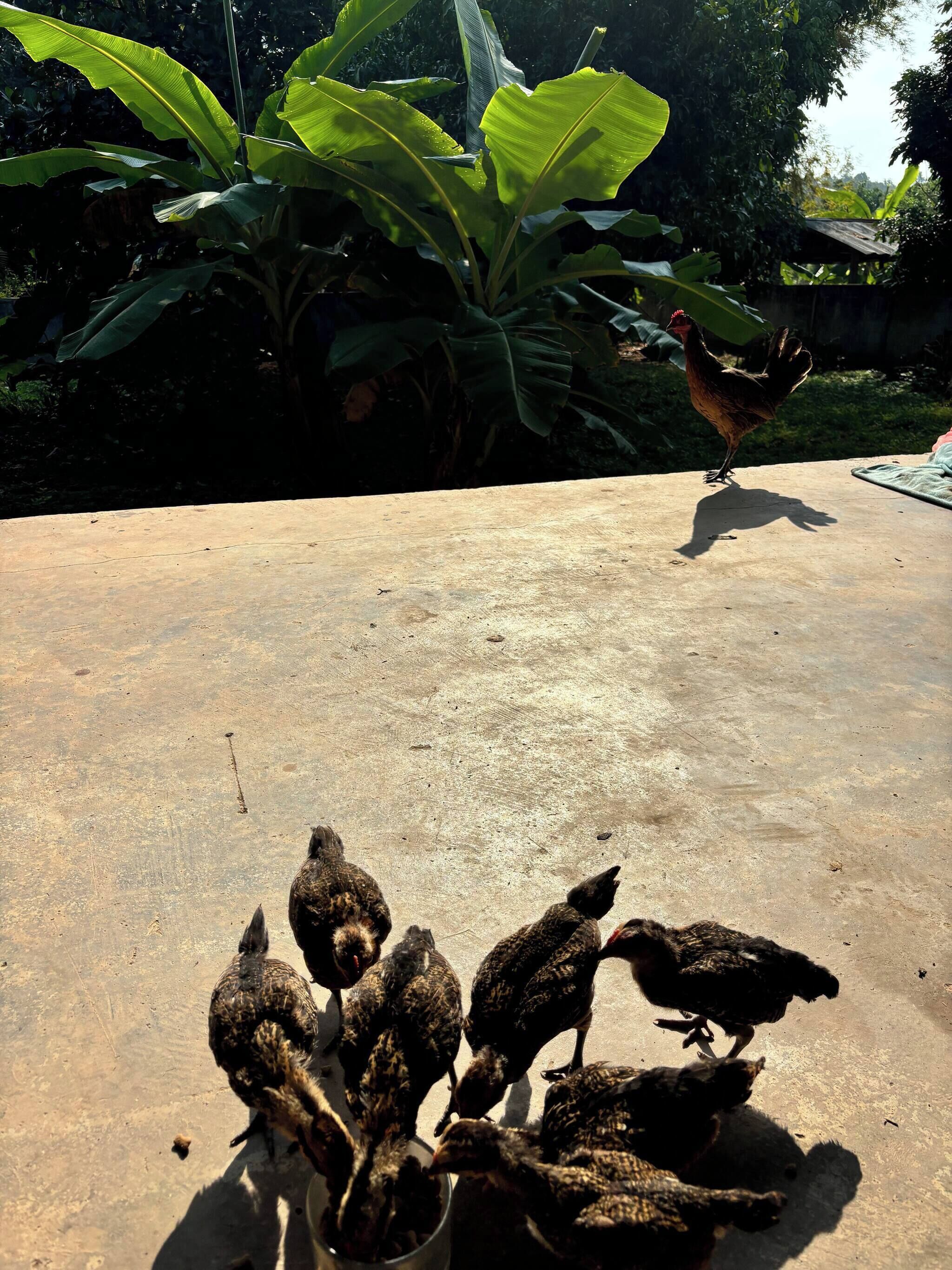 House, 1 Bedroom, Smoking, Balcony | Property grounds