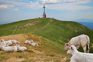 A hill with a tower structure and grazing cows. - Cozy Counrtry House Btn Florence Arezzo4 (Terranuova Bracciolini)