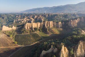 A vineyard with rows of grapevines and a road leading through it. - Cozy Counrtry House Btn Florence Arezzo4 (Terranuova Bracciolini)