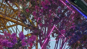 A tree with pink flowers and purple lighting, a white bird, and a yellow structure in the background. - Mhara Himachal (Bir)