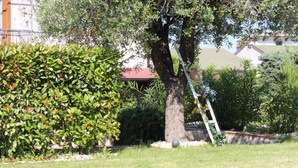 A well-maintained garden with a large tree, a neatly trimmed hedge, and a ladder leaning against the tree. - BED & BREAKFAST MAFI (Orsogna)