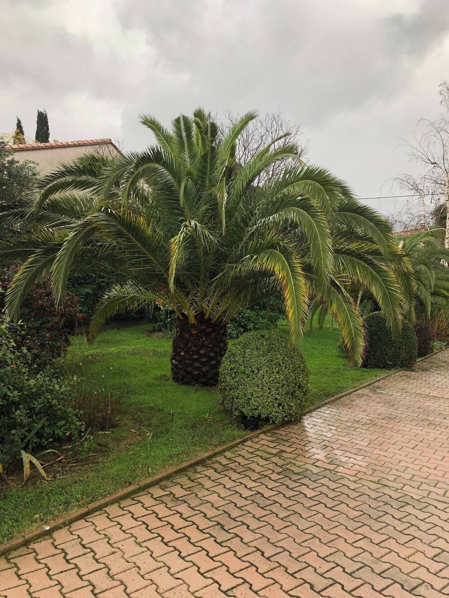 A paved pathway with palm trees and a hedge.