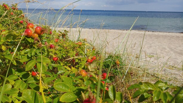 En strand med kristallklart blått vatten och en sandstrand.