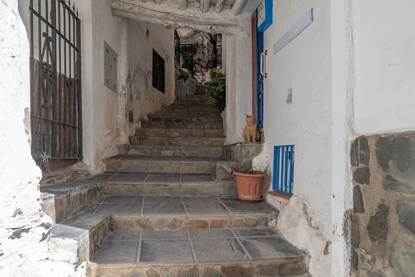 A stone staircase leading to a door with a blue shutter, a potted plant, and a cat statue.