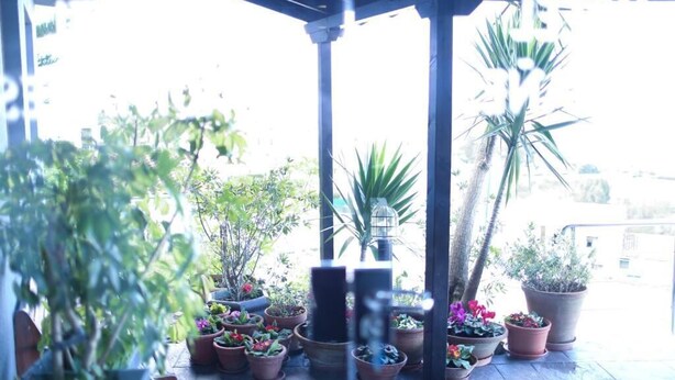 A covered patio area with various potted plants and a hanging light fixture. - Hotel Montañes (Suances)
