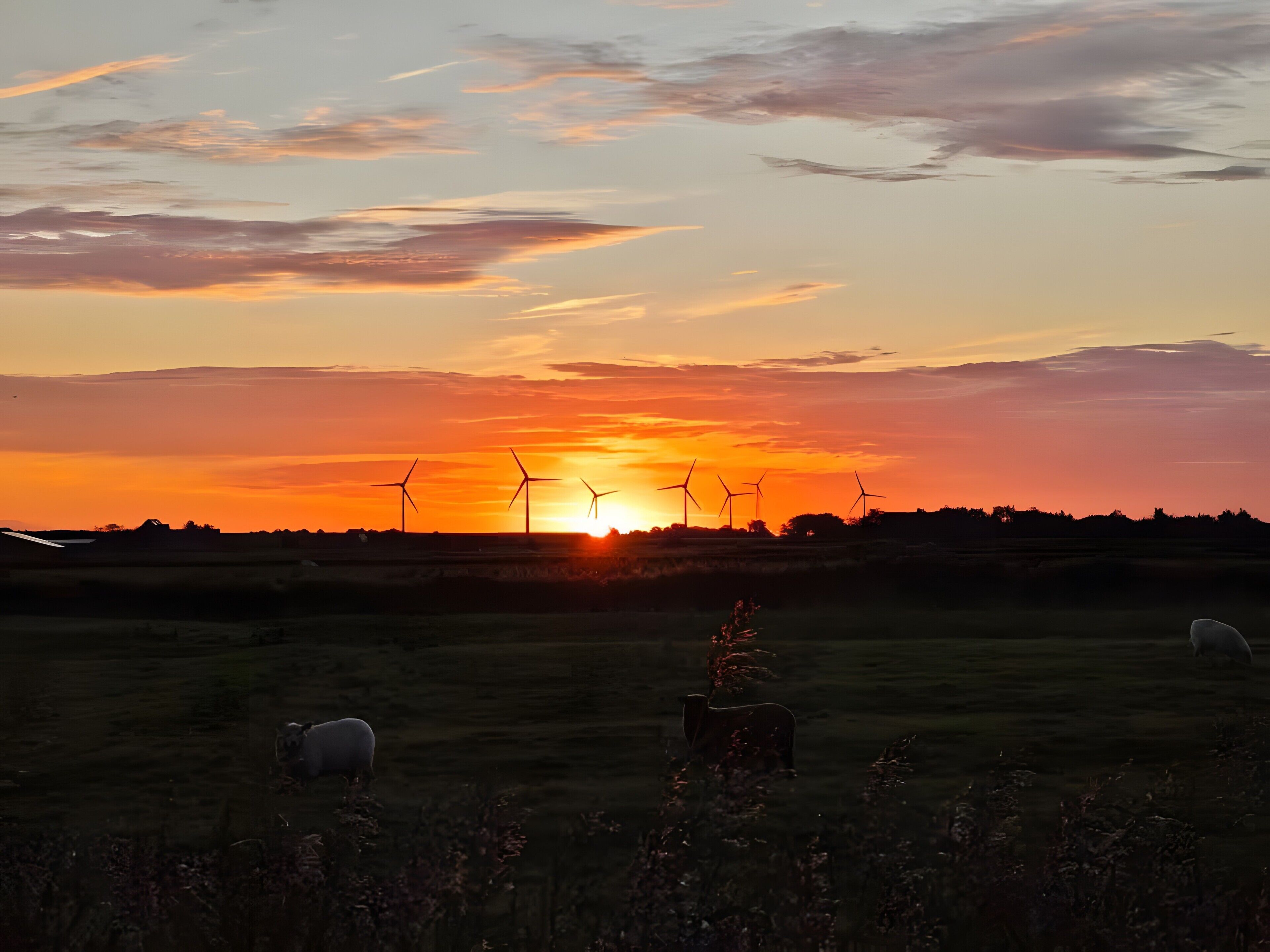 Auringonlasku pellolla, jossa näkyy tuulivoimaloita ja laiduntavia lampaita.