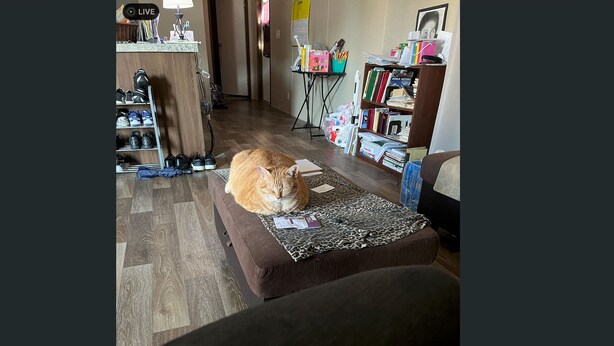 A living room with a cat on a couch, a bookshelf, and a desk with various items. - Beautiful home waiting for you (Cumberland County)