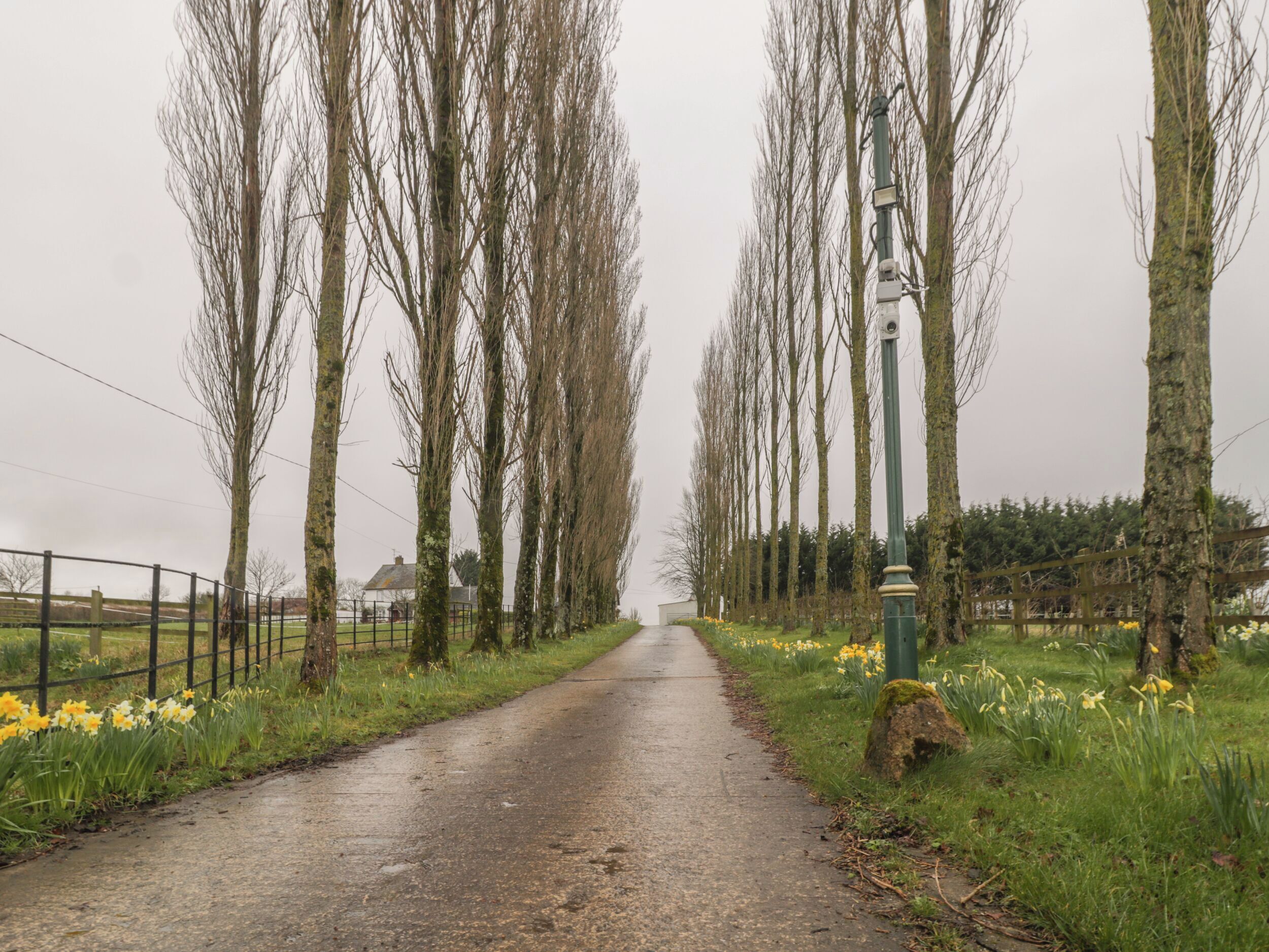 A rural road flanked by leafless trees and a fence, leading to a distant building.