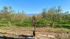 Miscellaneous - Delightful 1-bedroom country house in charming Saranda (Sarandë)