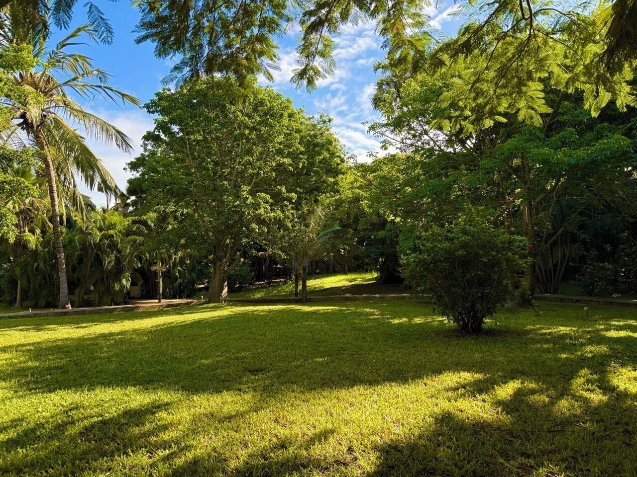 A lush green park with trees and grass.