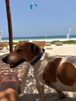 Un perro en la playa con cielo despejado y cometas a lo lejos.