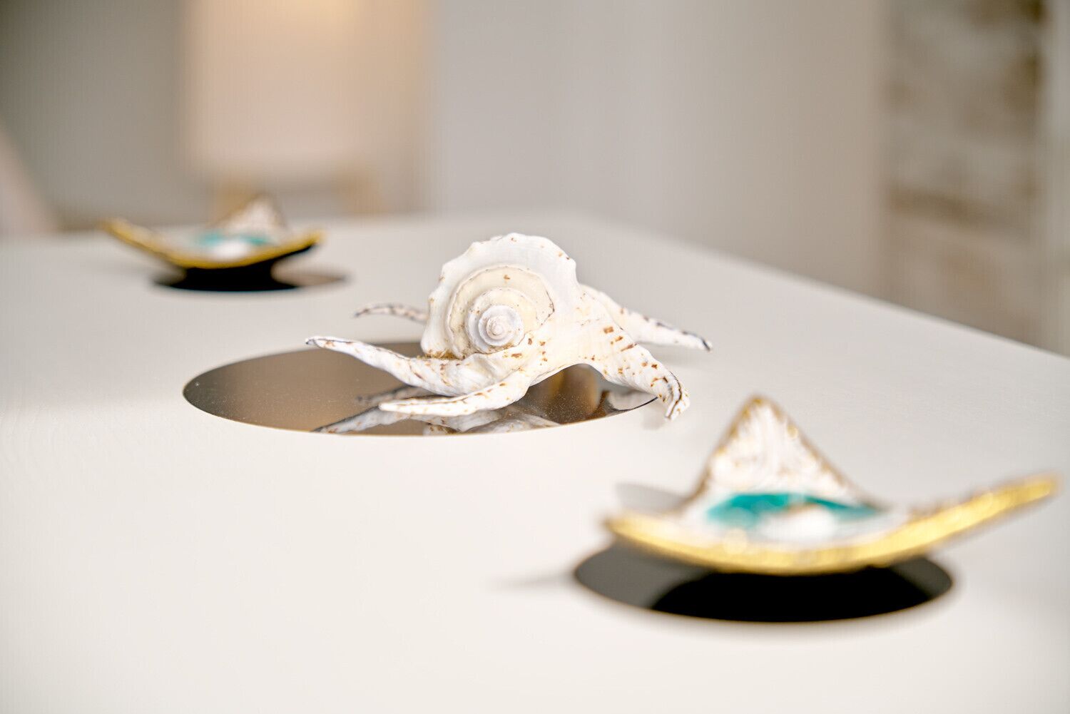 A display of seashells on a white surface.