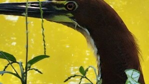 A bird with a long beak and a yellow background. - Pousada Bom Jardim (Nobres)