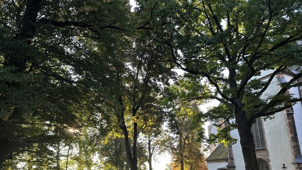 A pathway leading to a building with a traditional architectural style, surrounded by trees and a grassy area. - Stylish apartment right by the forest, quiet and close to the center (Chemnitz)