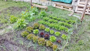A garden with various leafy plants and a wooden fence. - Relaxation, nature and history in the historic village a 5 km from the sea. (Ogliastro Cilento)