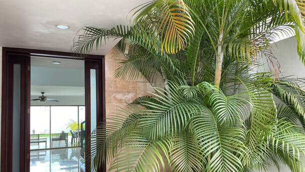 A room with a large palm tree, a glass door leading outside, and a ceiling fan. - Beautiful comfortable home with swimming pool (Mérida)