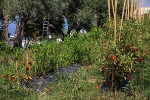 Property grounds - Double Room with Breakfast Included - Capo Vaticano (Calabria)