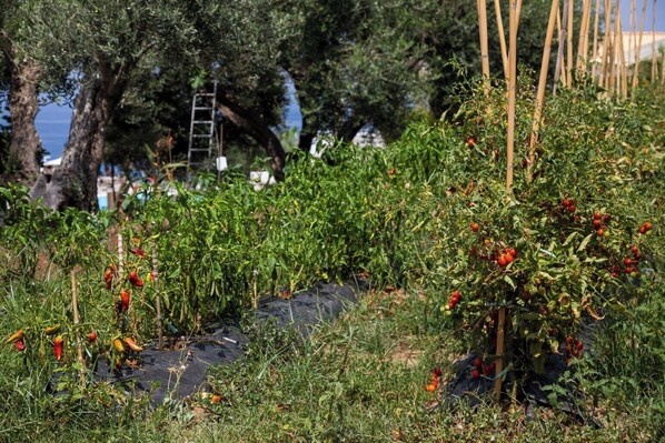 A garden with various plants and trees, including a tomato plant with ripe tomatoes.