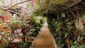 Un étroit sentier bordé d’une végétation luxuriante et de plantes grimpantes, qui mène à l’entrée d’un bâtiment.