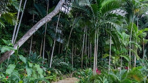 A staircase surrounded by lush tropical vegetation. - Secluded 3BR Garden Villa Pool Ocean Views (Sandy Bay)