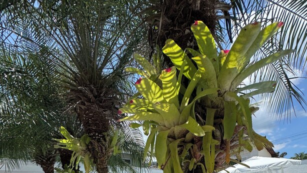 Een zwembadgedeelte met witte kiezelstenen, ligbedden en tropische planten.