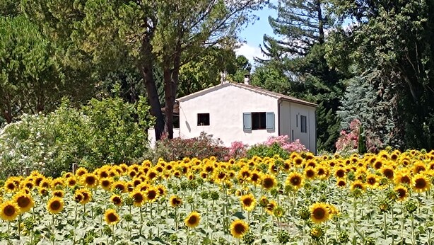 A house surrounded by a field of sunflowers with tall trees in the background. - Lovely studio in mas provençal with private parking (Avignon)