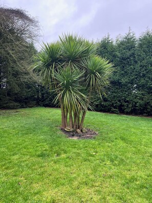 A palm tree with multiple trunks in a grassy area. - Cozy 1 bed Annex (Coleorton)