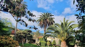Un jardín con un sendero de piedra, palmeras y una casa al fondo.