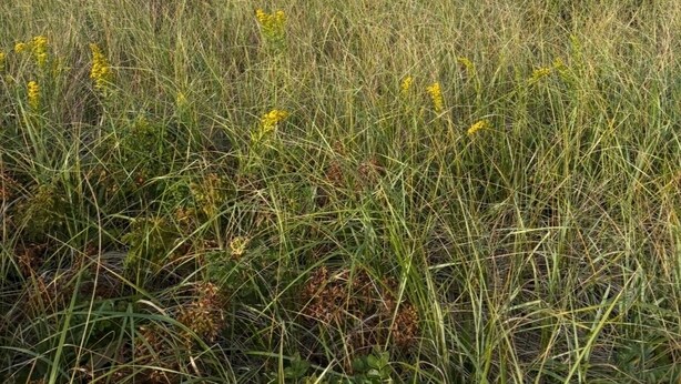 Uma praia com grama alta e flores amarelas em primeiro plano, que se estende até o oceano.