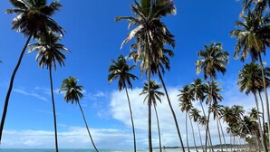 A beach with palm trees and a clear blue sky. - Apto Porto de Galinhas (Ipojuca)