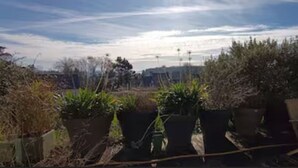 Ein Garten mit Kübelpflanzen und einer Holzterrasse.